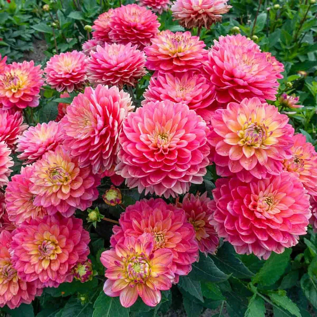 Buy Melody Allegro Dahlia | Patio, Border Dahlias | Breck's