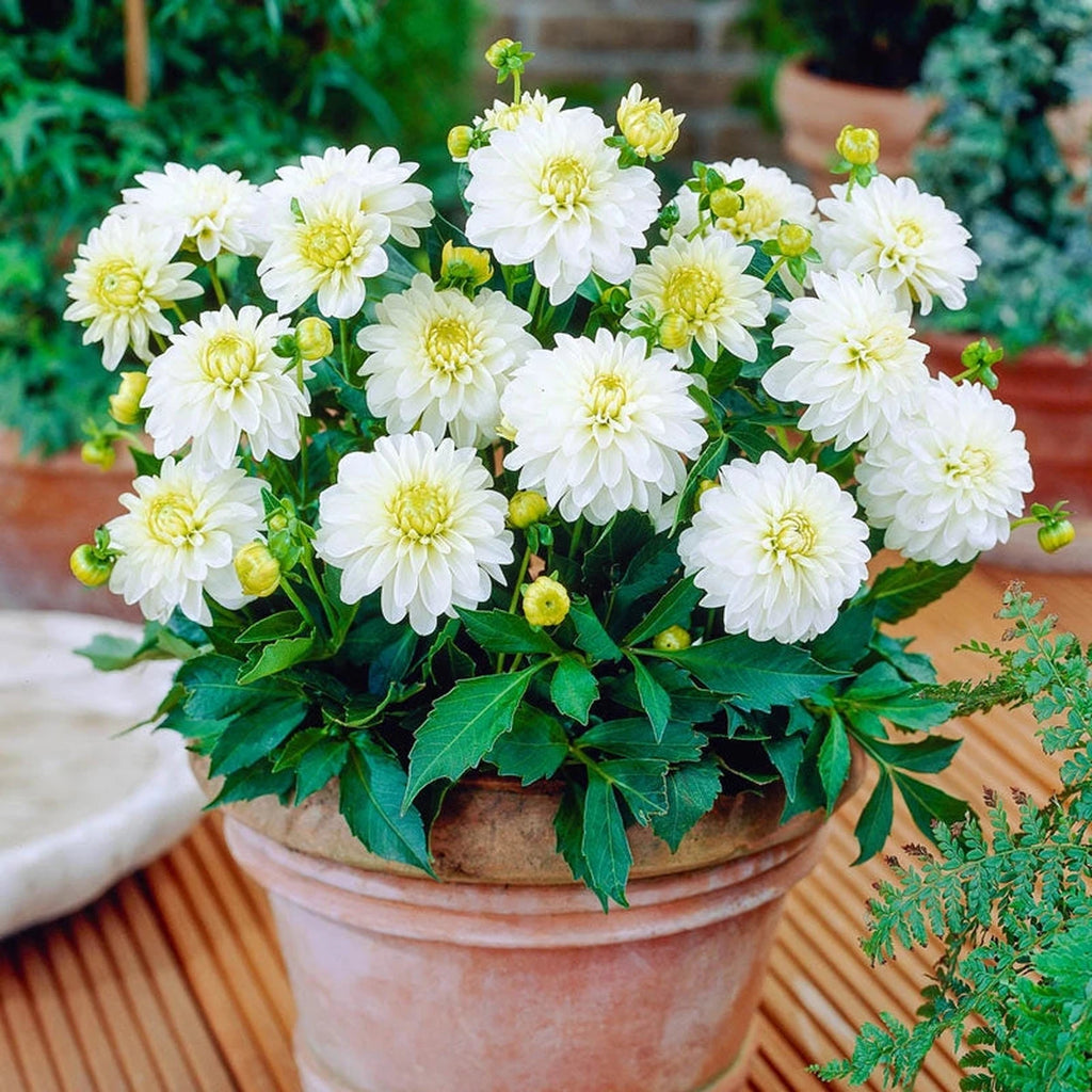 Buy Gallery Art Fair Dahlia Bulbs | Patio Dahlias | Breck's