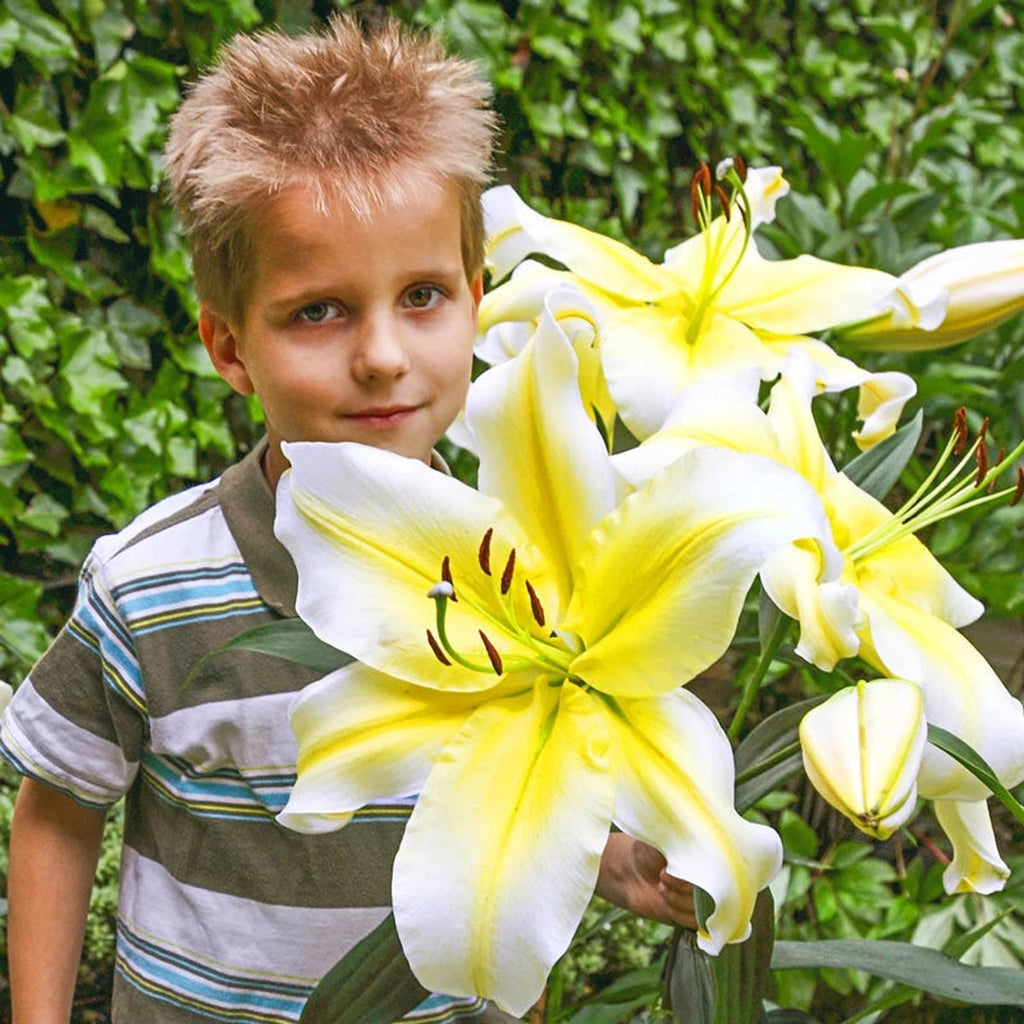 lily flower tree Conca d'Or Lily Tree®