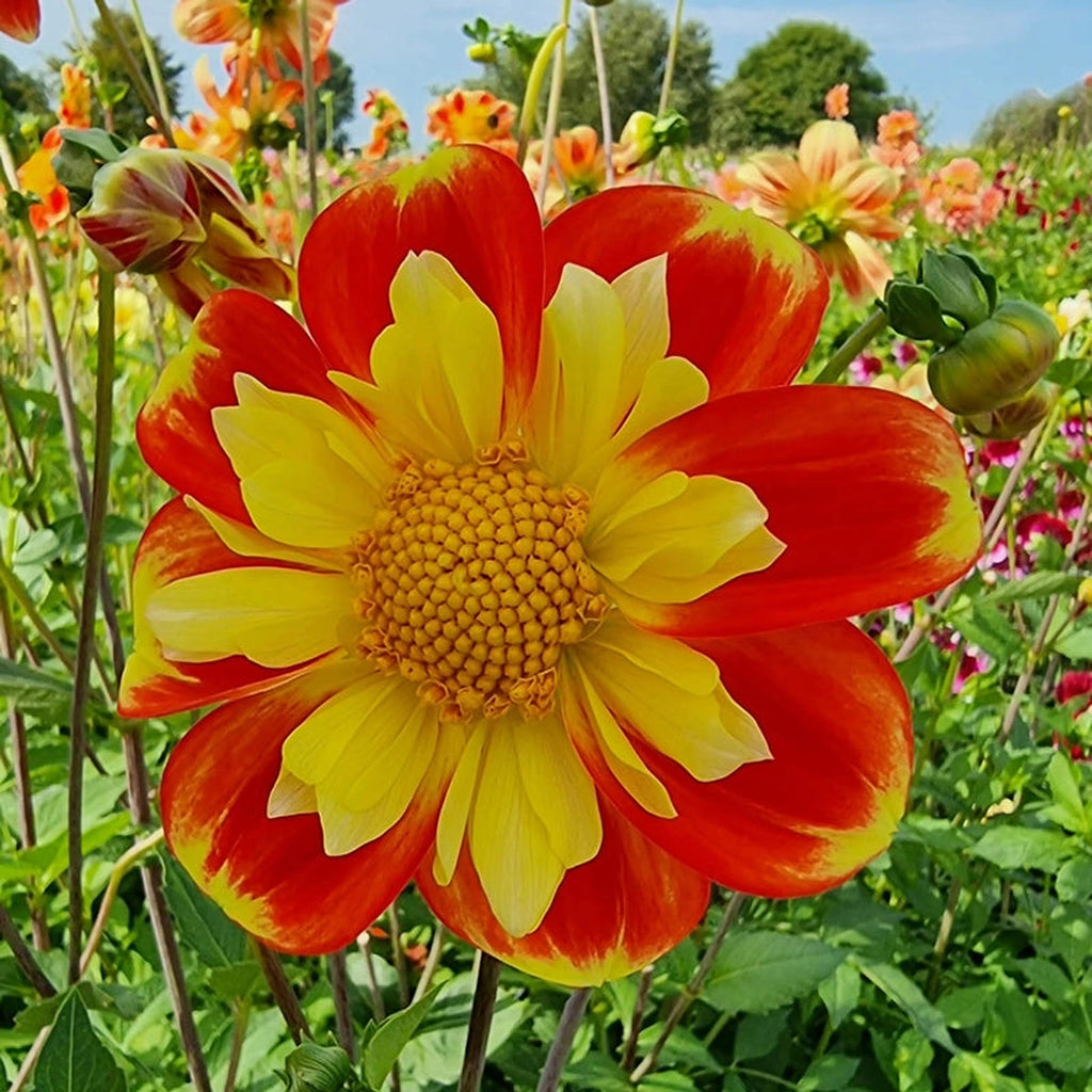 62830.webp?v=1776113818&width=1024