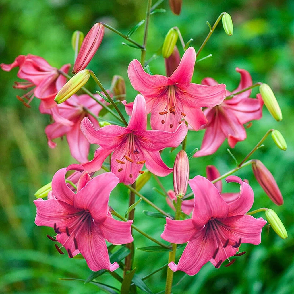 pink lily flower bush Pink Flight Asiatic Lily