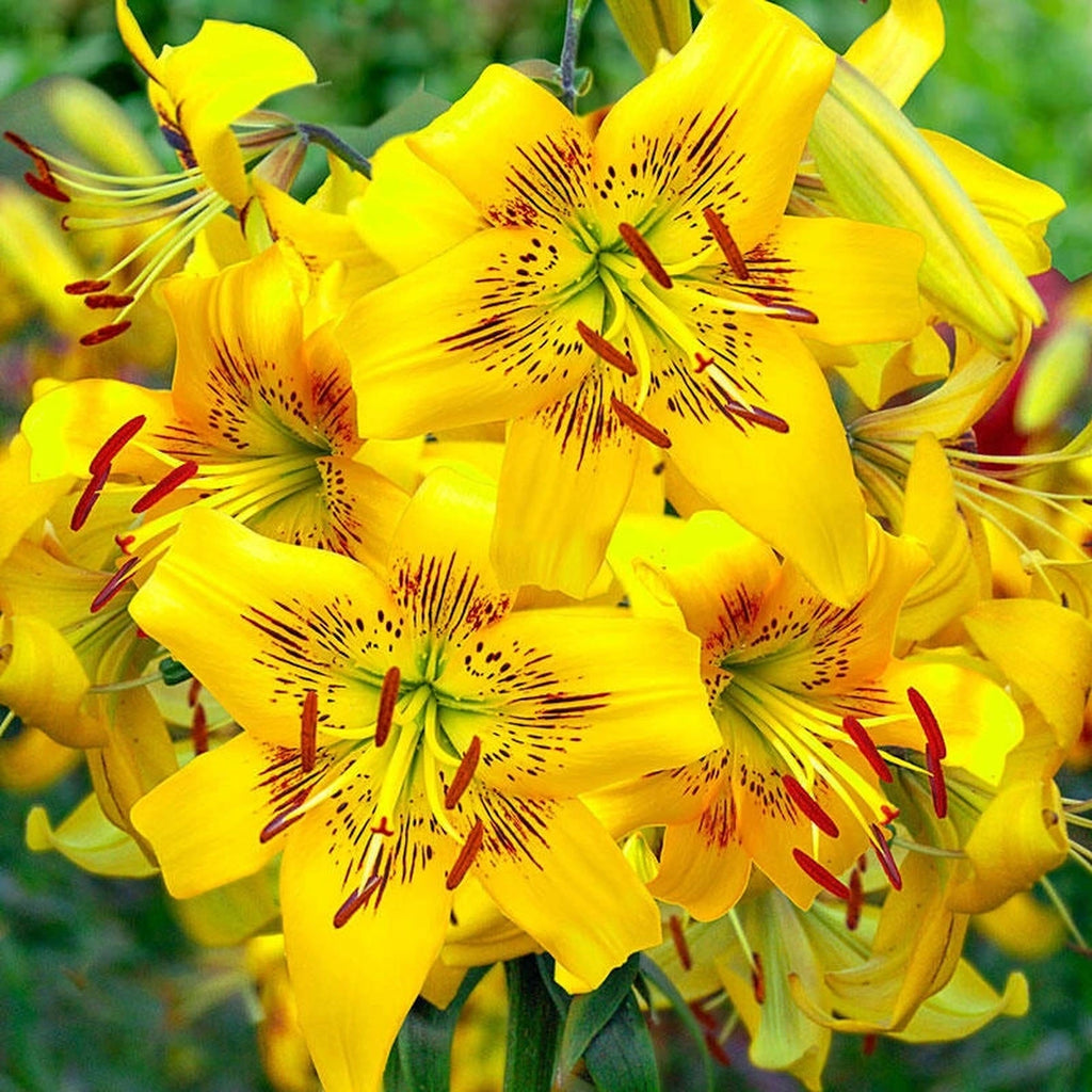 orange and yellow tiger lilies Yellow Bruse Tiger Lily | Save up to 75%