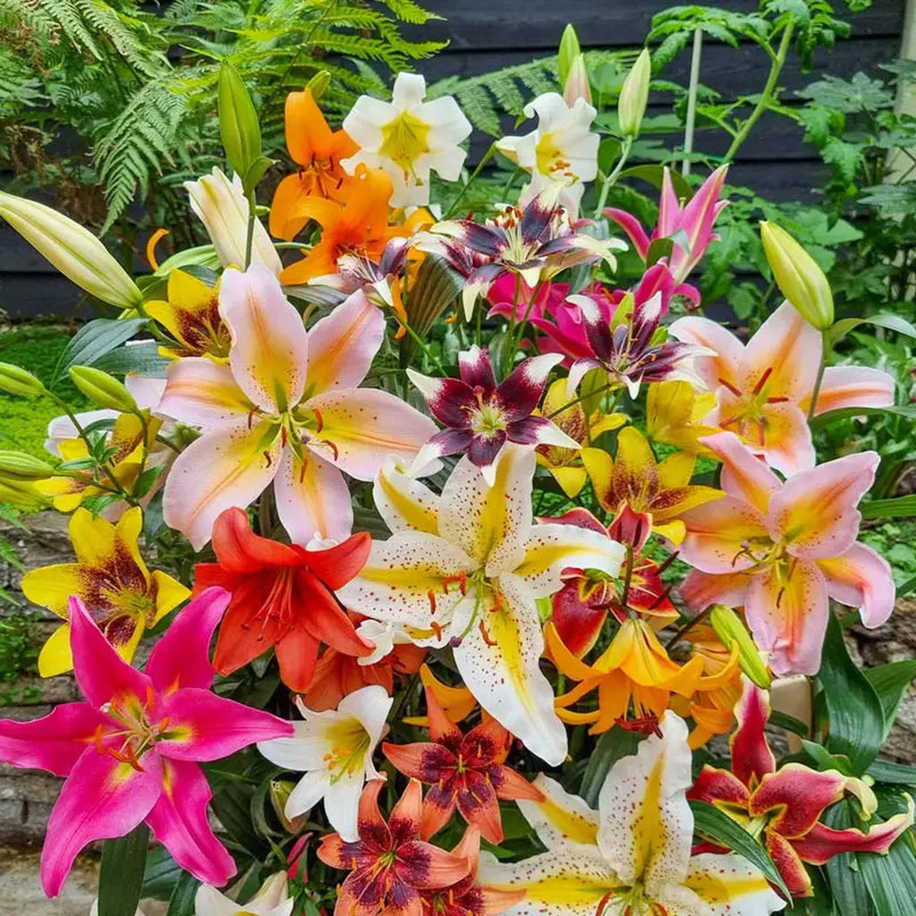 bloom time for asiatic lilies All Season Lily Mixture