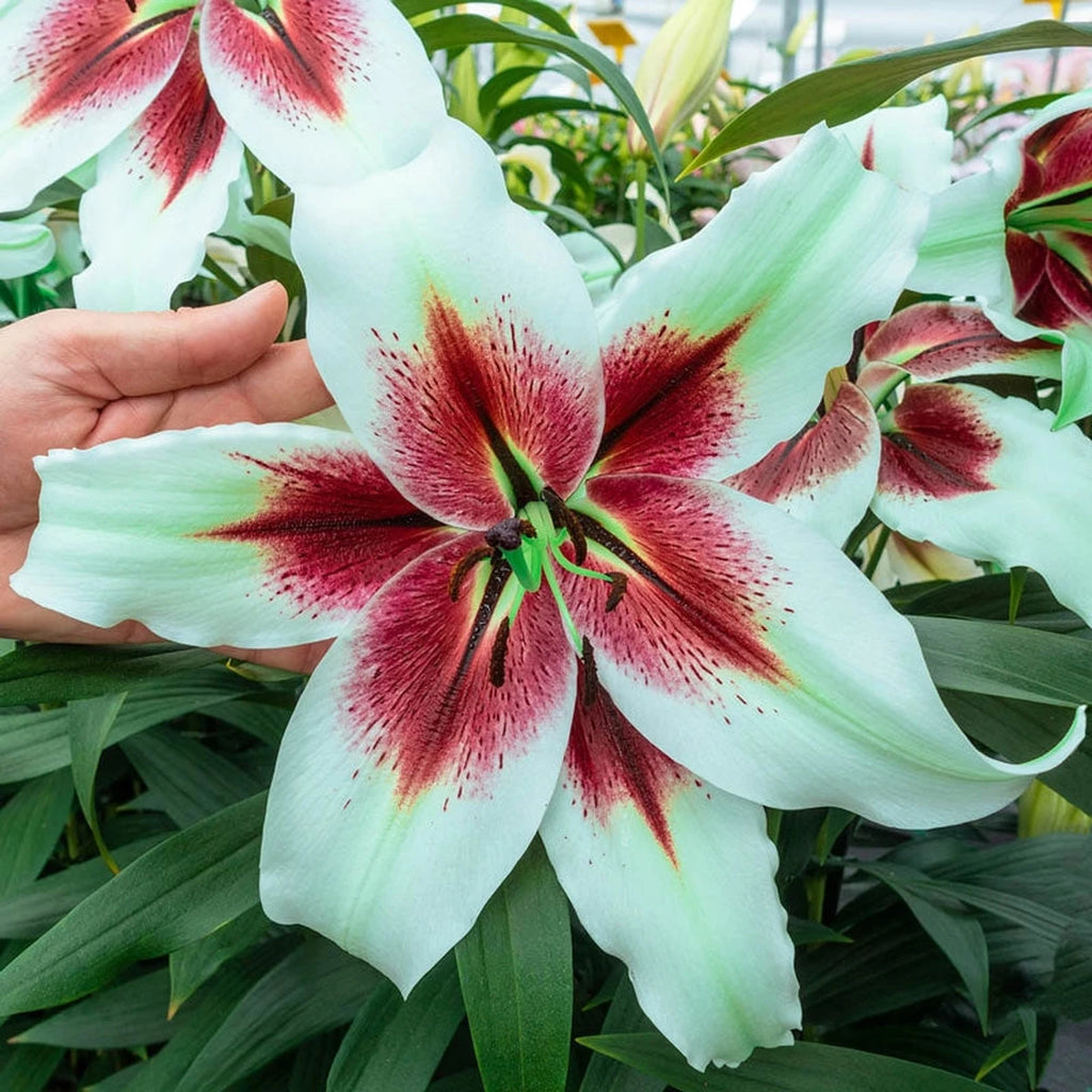 Zeba Lily | Breck's