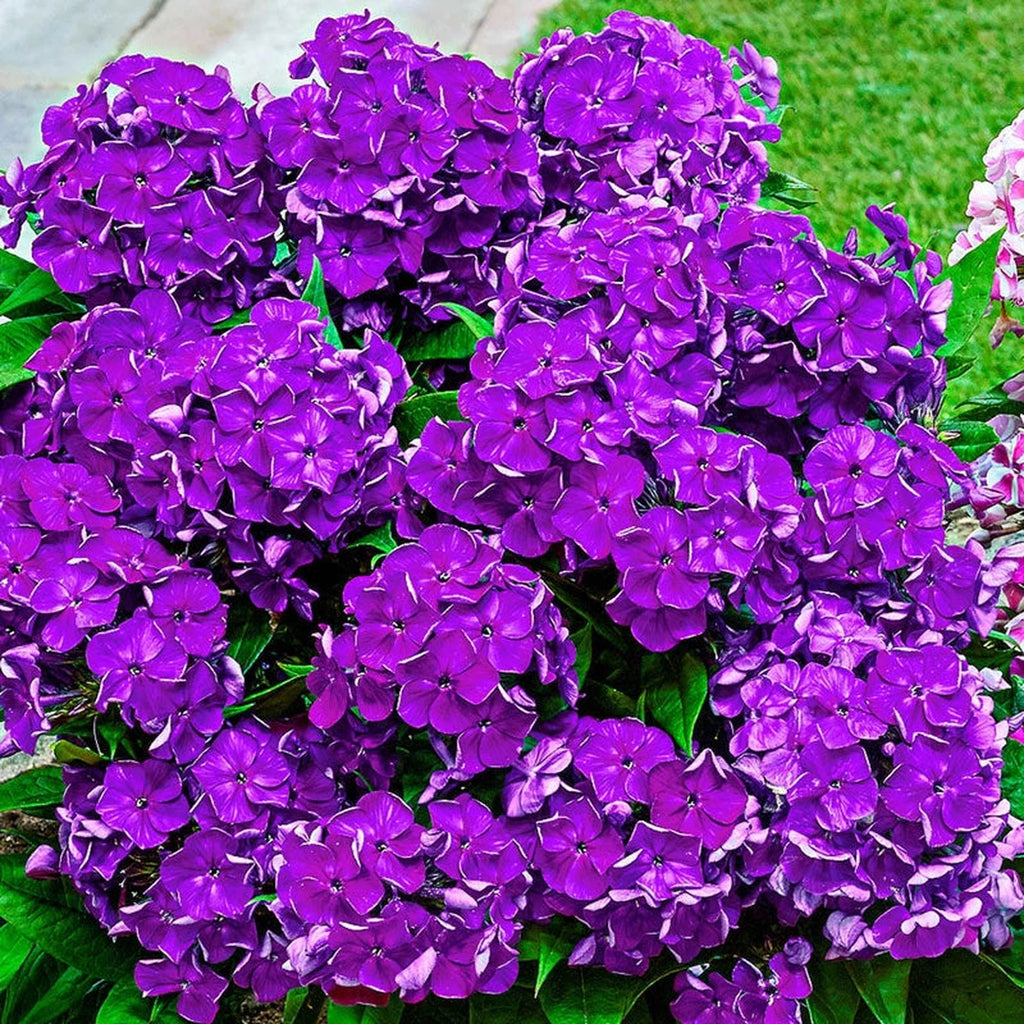 62939A.webp?v=1776128587&width