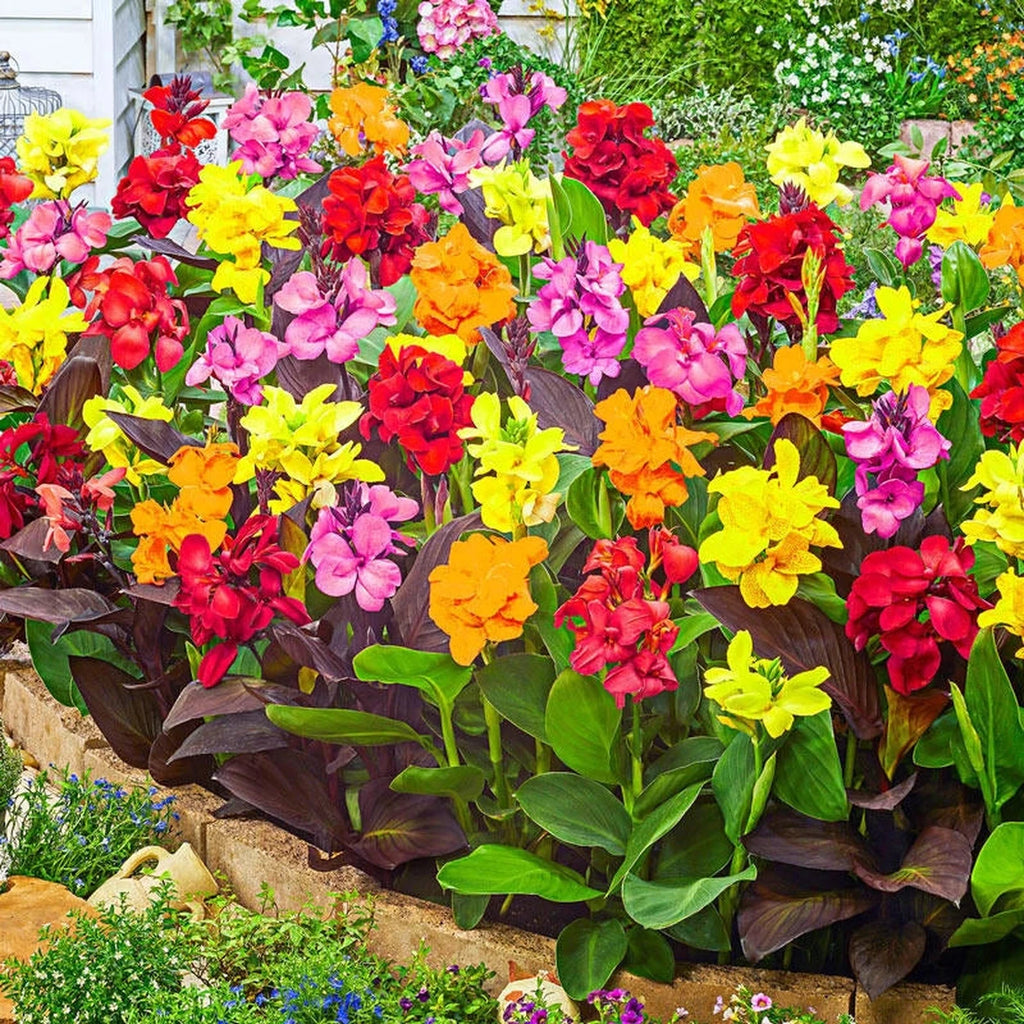 洋楽 EMC HOW CANNA BROTHA FLO CD Kreta Canna Flower Bulbs – Horn Canna Farm