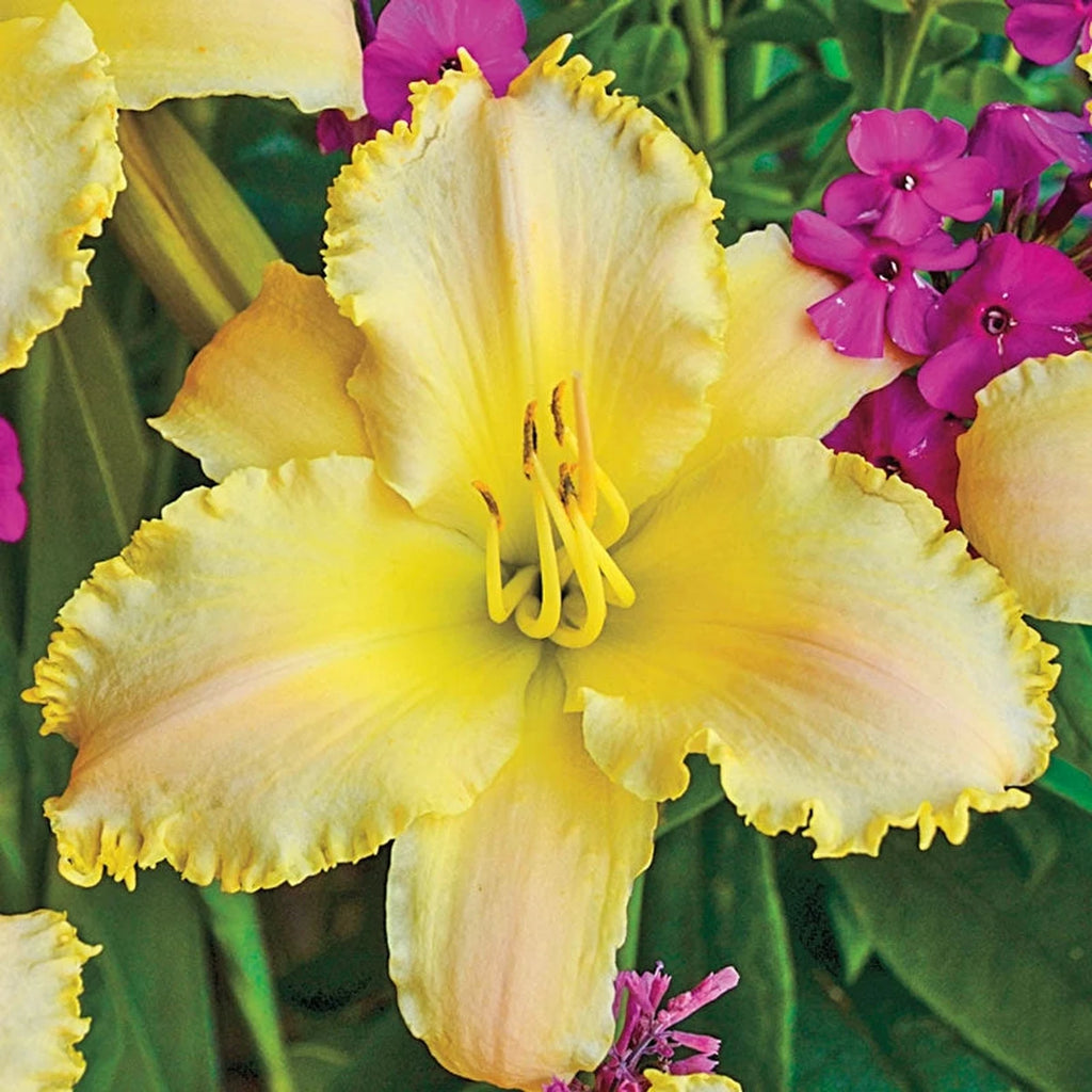 Ruffled Pastel Cheers Daylily |Breck's