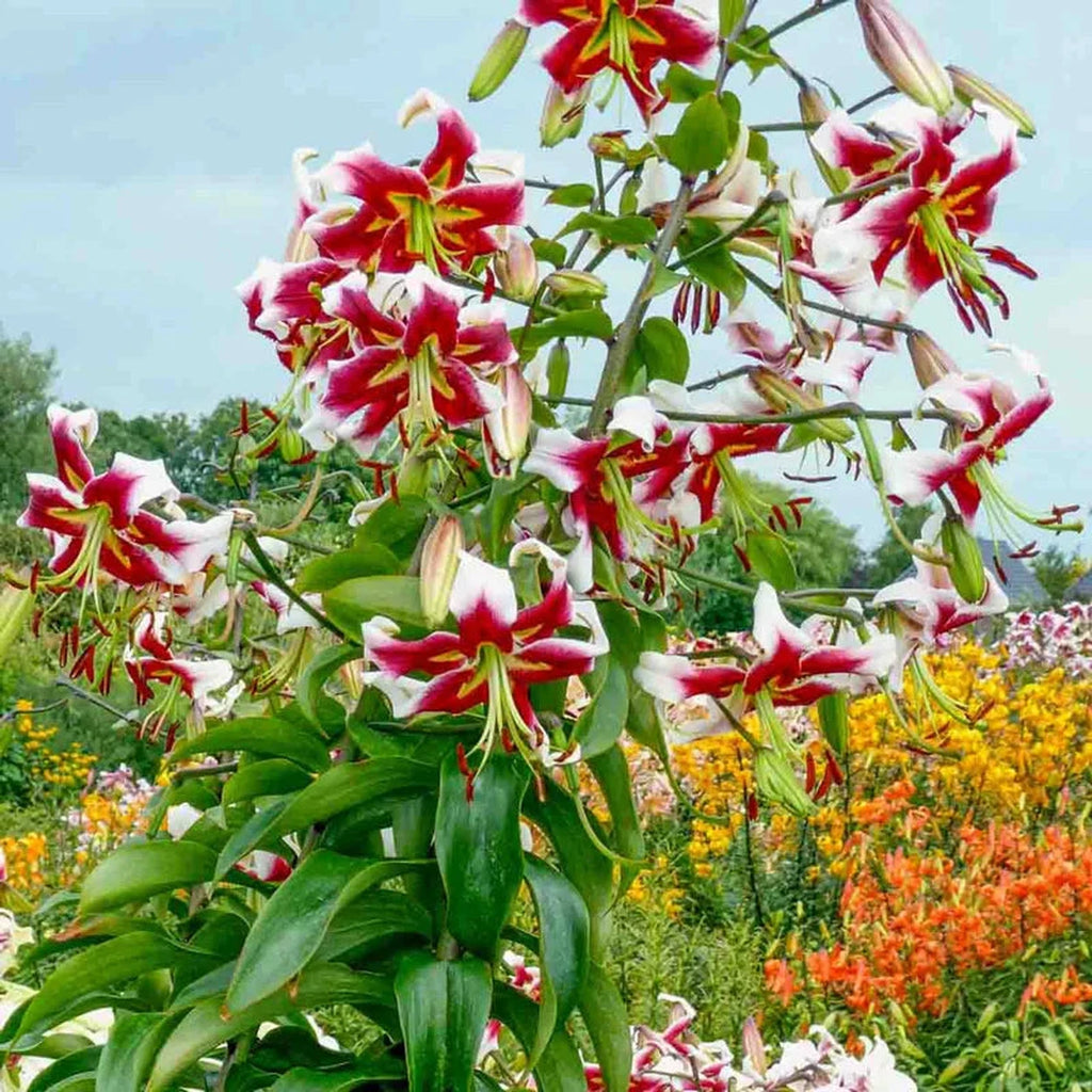 white lily tree Beverly Dreams Lily Tree®