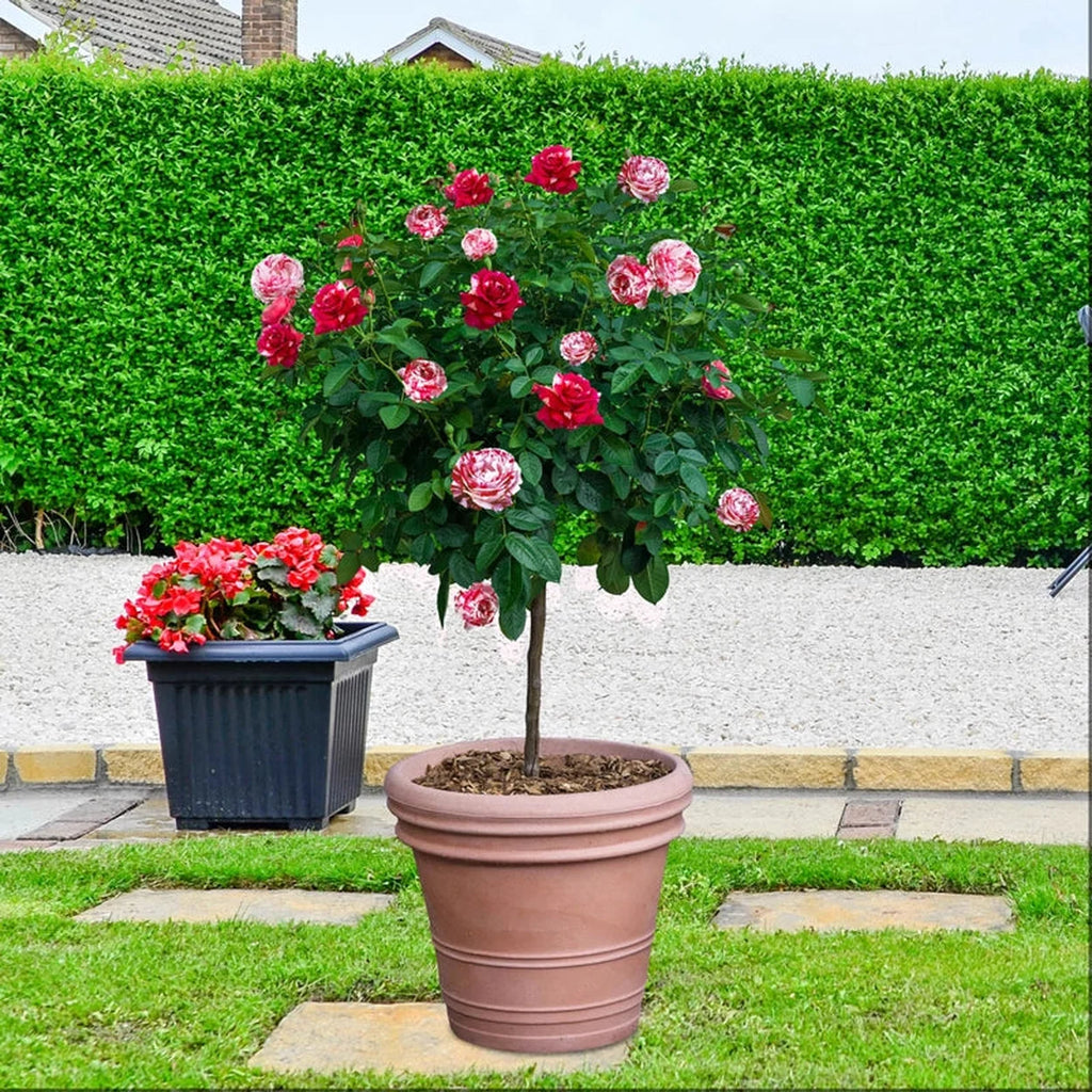 small potted rose plant Buy Scentimental Tree Rose | Rose Bushes and Plants