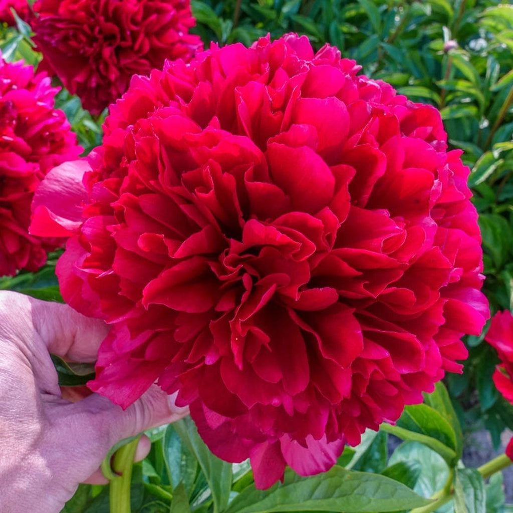 Shop Red Grace Peony Online | Sun Perennials