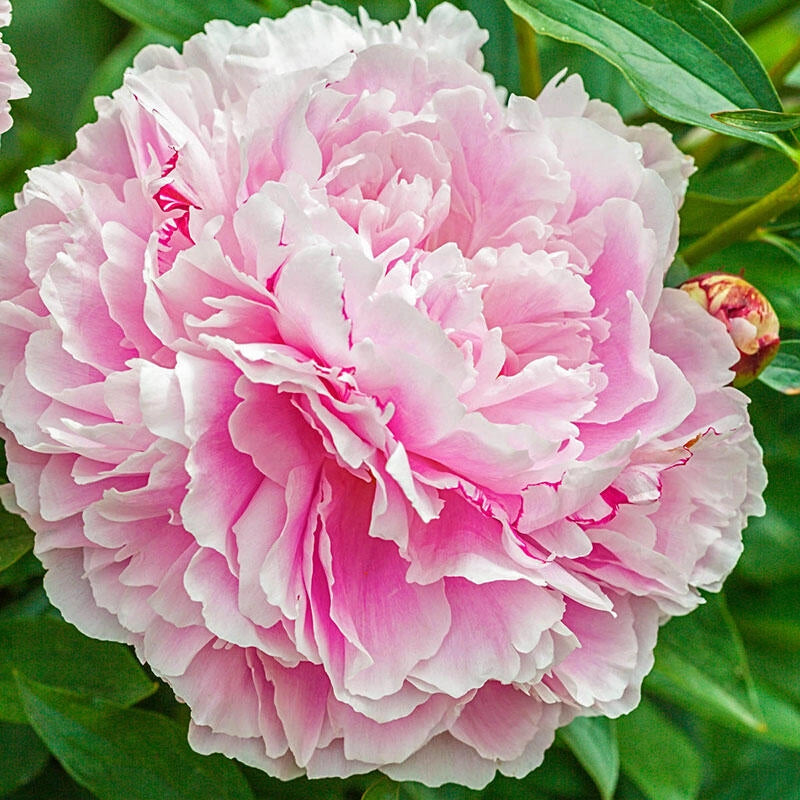 Shop Lady Alexandra Duff Peony Peonies for Sale Breck #39 s