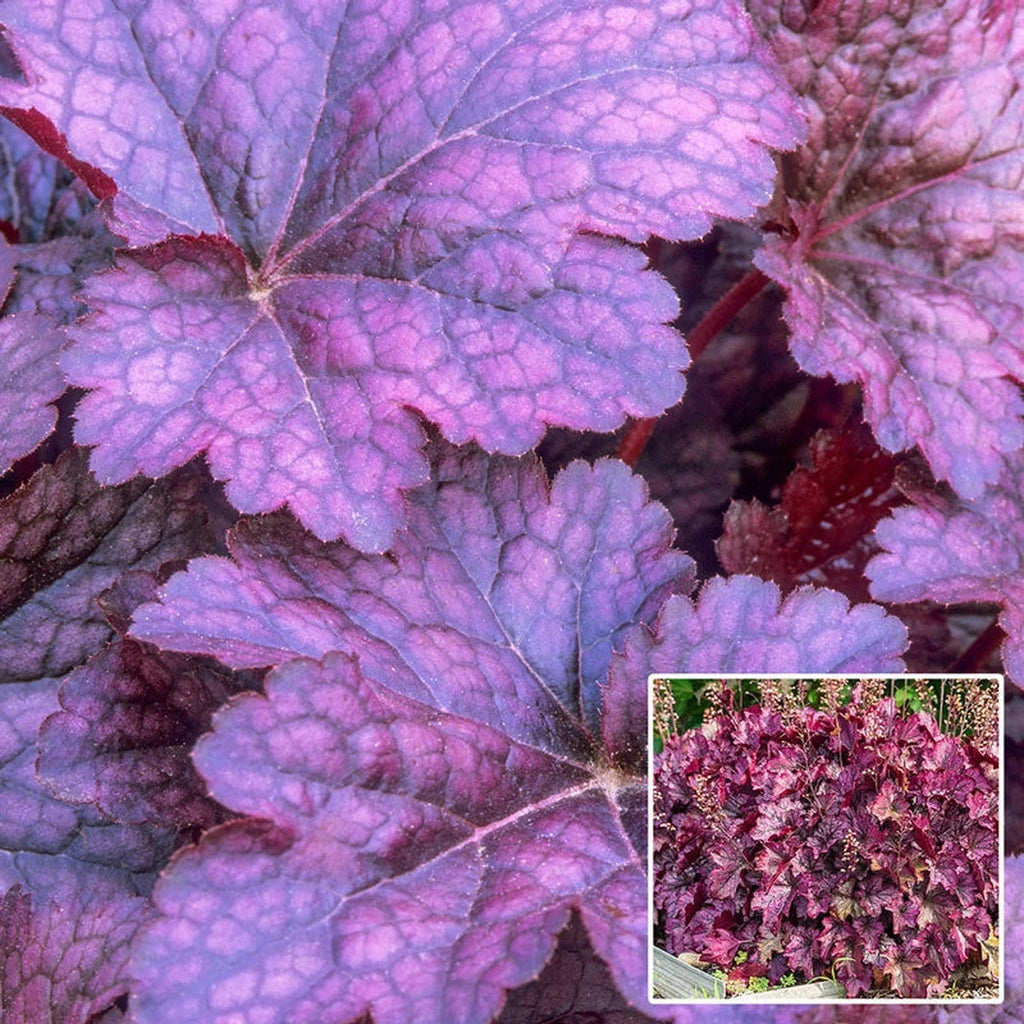 Buy Palace Purple Heuchera Online | Coral Bells