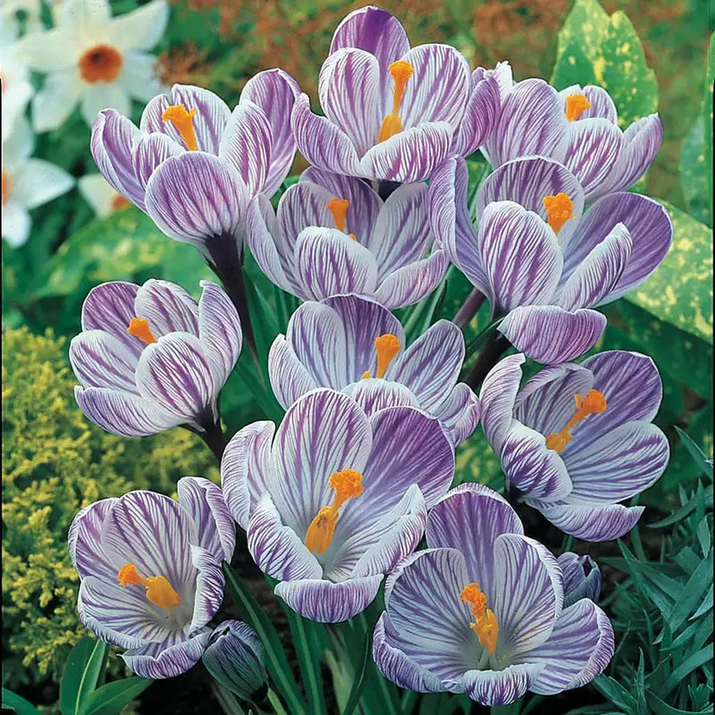 Shop Pickwick Giant Dutch Crocus | Breck's
