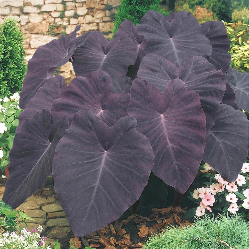 full sun elephant ear plants Black Magic Elephant Ears