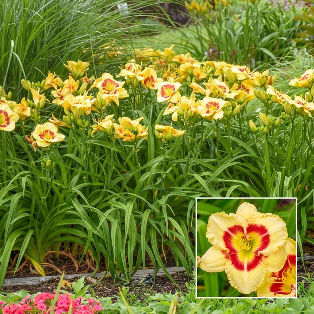 Monterrey Jack Daylily |Breck's