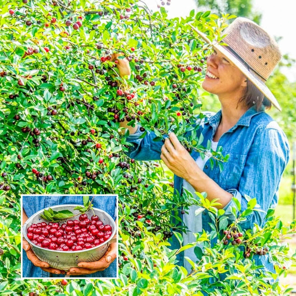 Carmine Jewel Cherry Bush | Fruits and Vegetables | Brecks