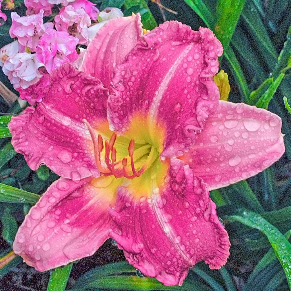Stolen Treasure Daylily |Breck's