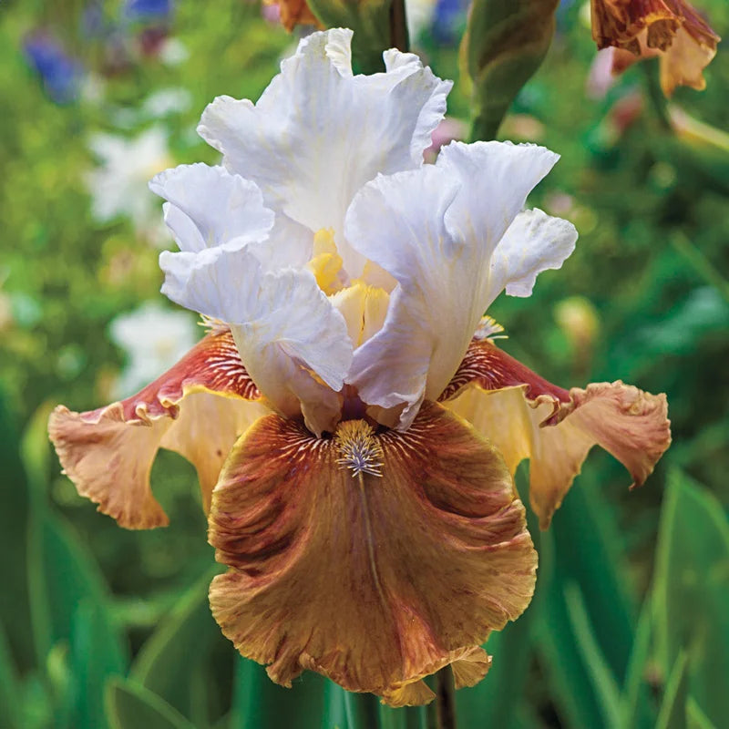 Changing Seasons Bearded Iris Breck's