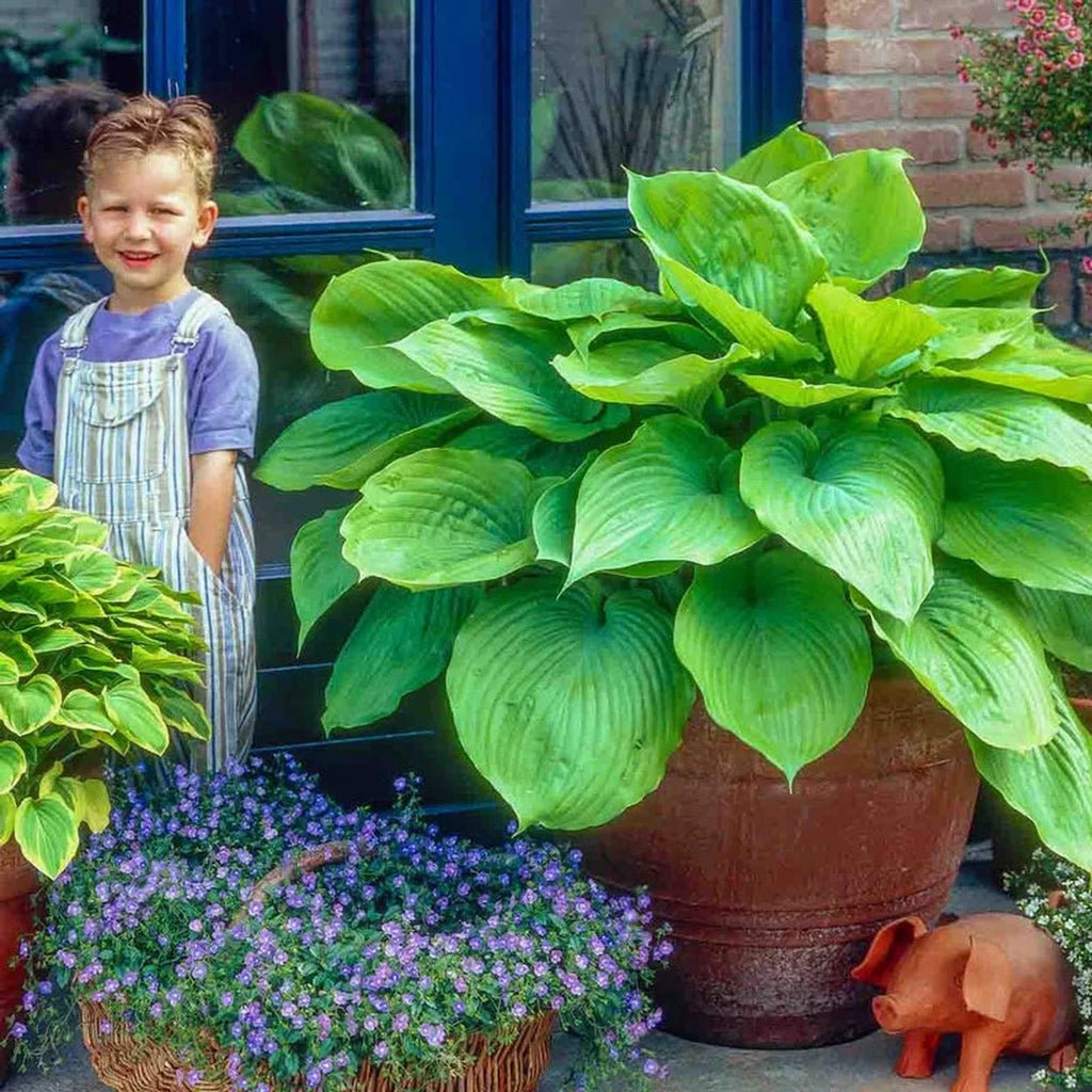 hosta plant in pot Sum and Substance Hosta