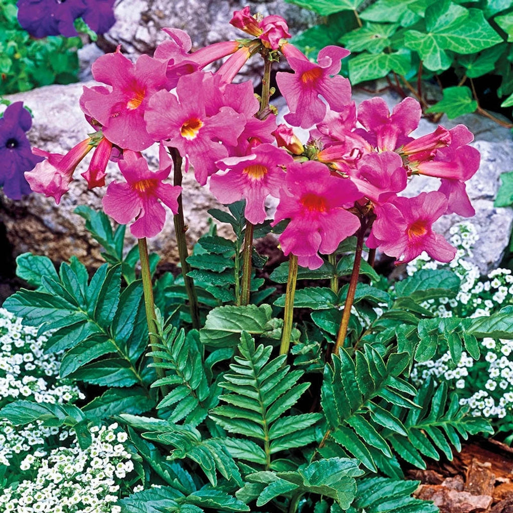 Flowering FernSuper Sak