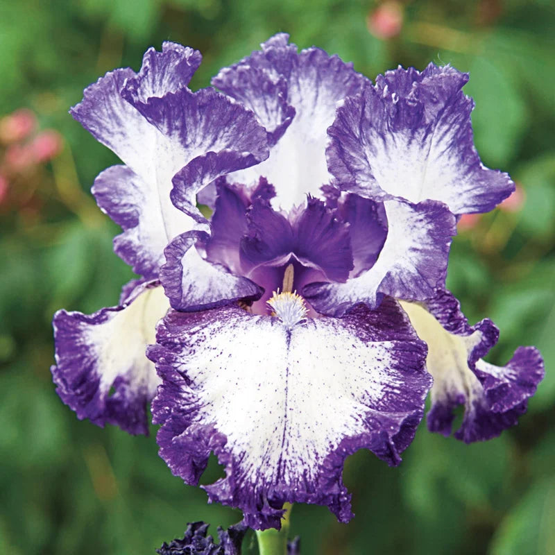 Hemstitched Reblooming Bearded Iris Buy Online Breck's
