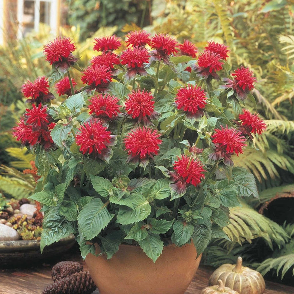 Shop Bee Balm 'Fireball' | Breck's