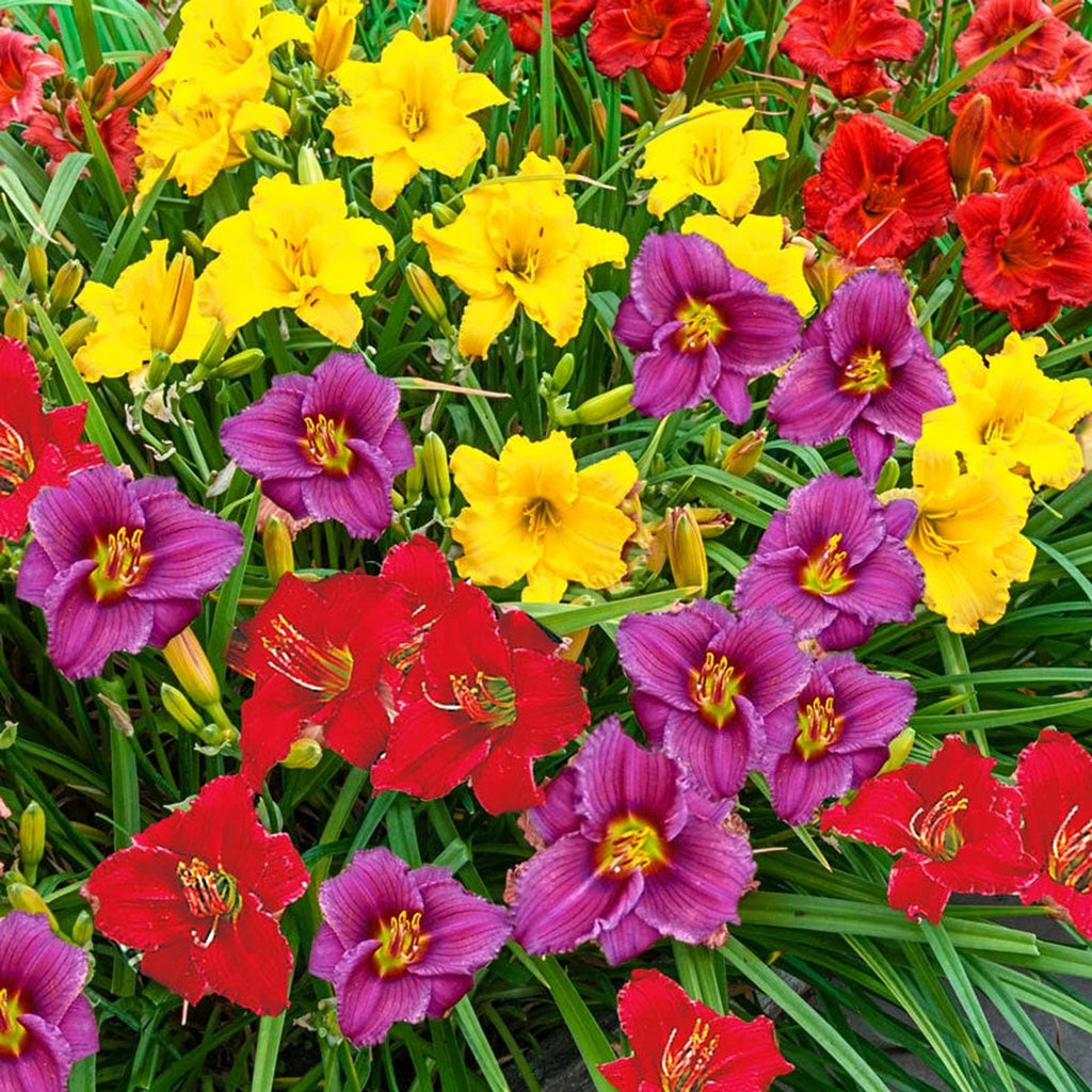 Dwarf Reblooming Daylily Mixture | Shop Online | Breck's