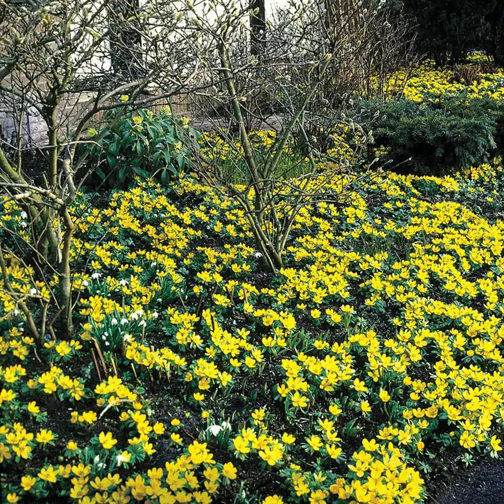 Winter Aconite Flowers
