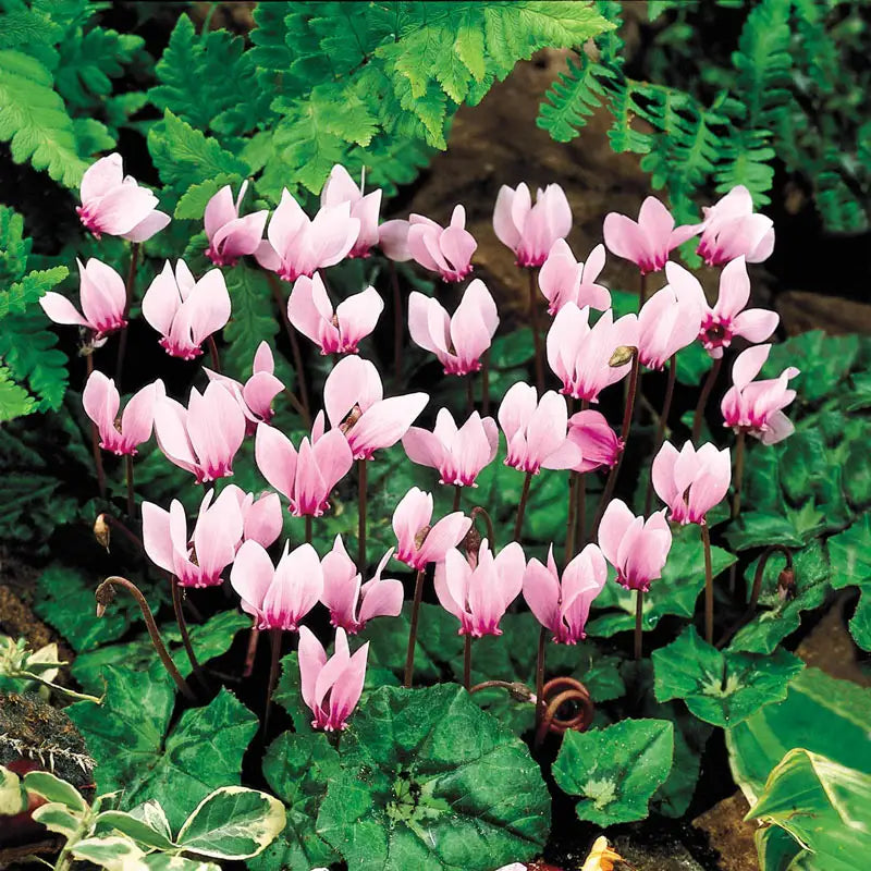 Hardy Cyclamen For Sale Breck's Brecks