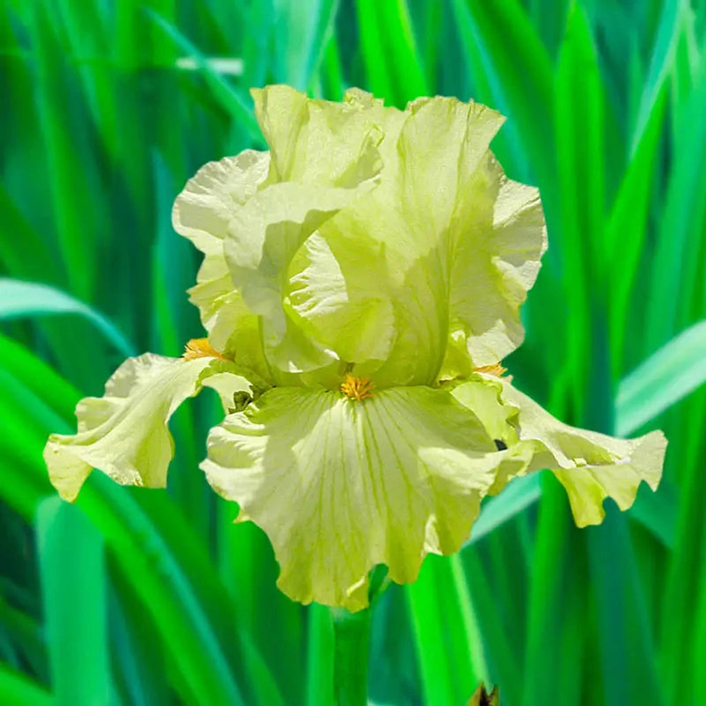 Pride of Ireland Iris - Shop Bearded Iris
