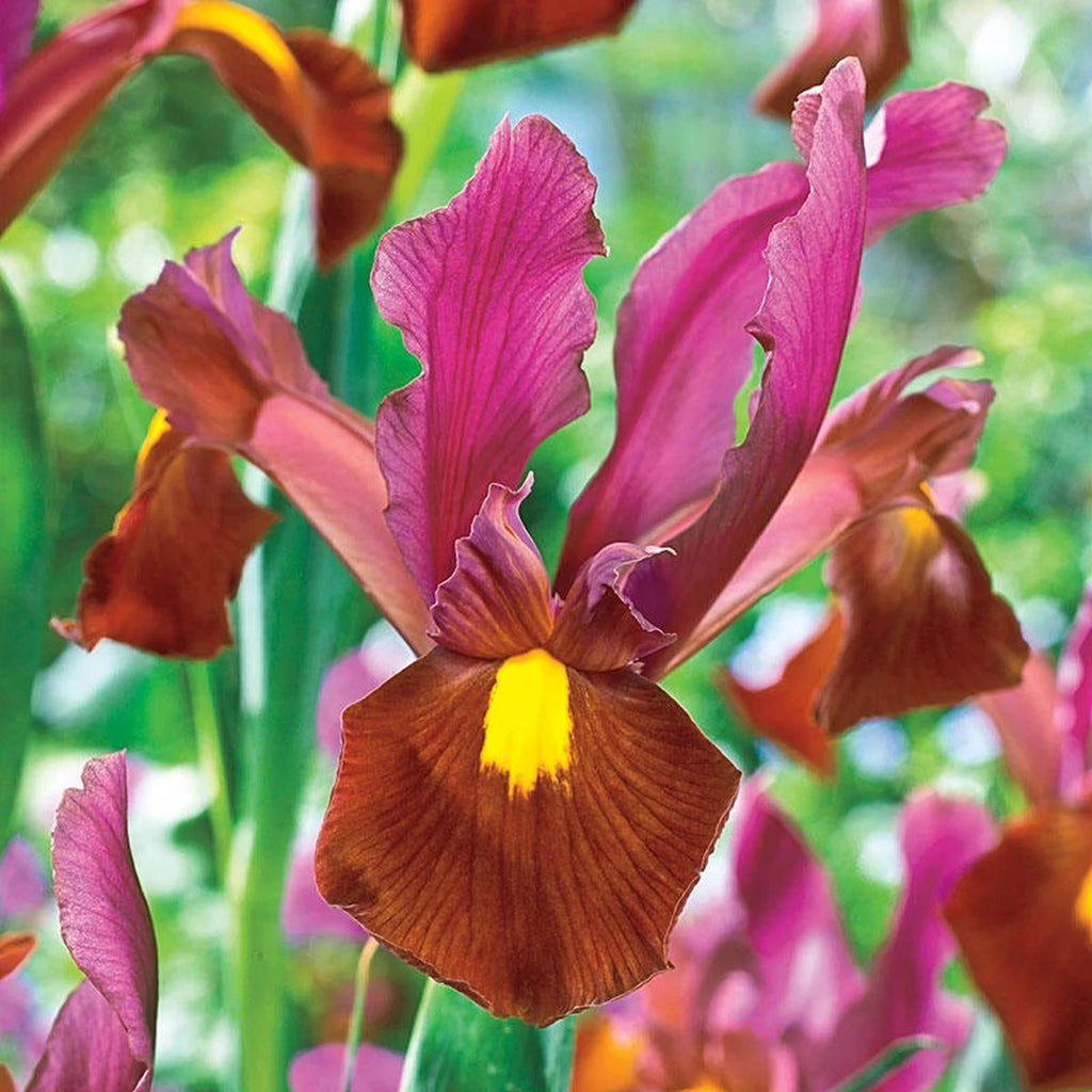 planting dutch iris bulbs in pots Red Ember Dutch Iris