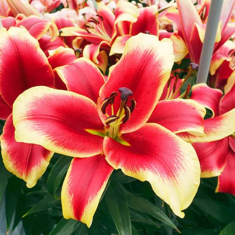 Buy African Lady Lily Tree Lily Trees for Sale Breck's