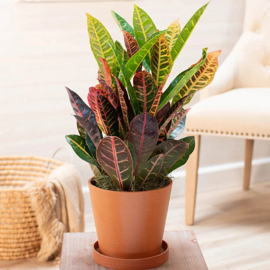 croton petra plant indoor care Petra Croton - Codiaeum | Houseplants