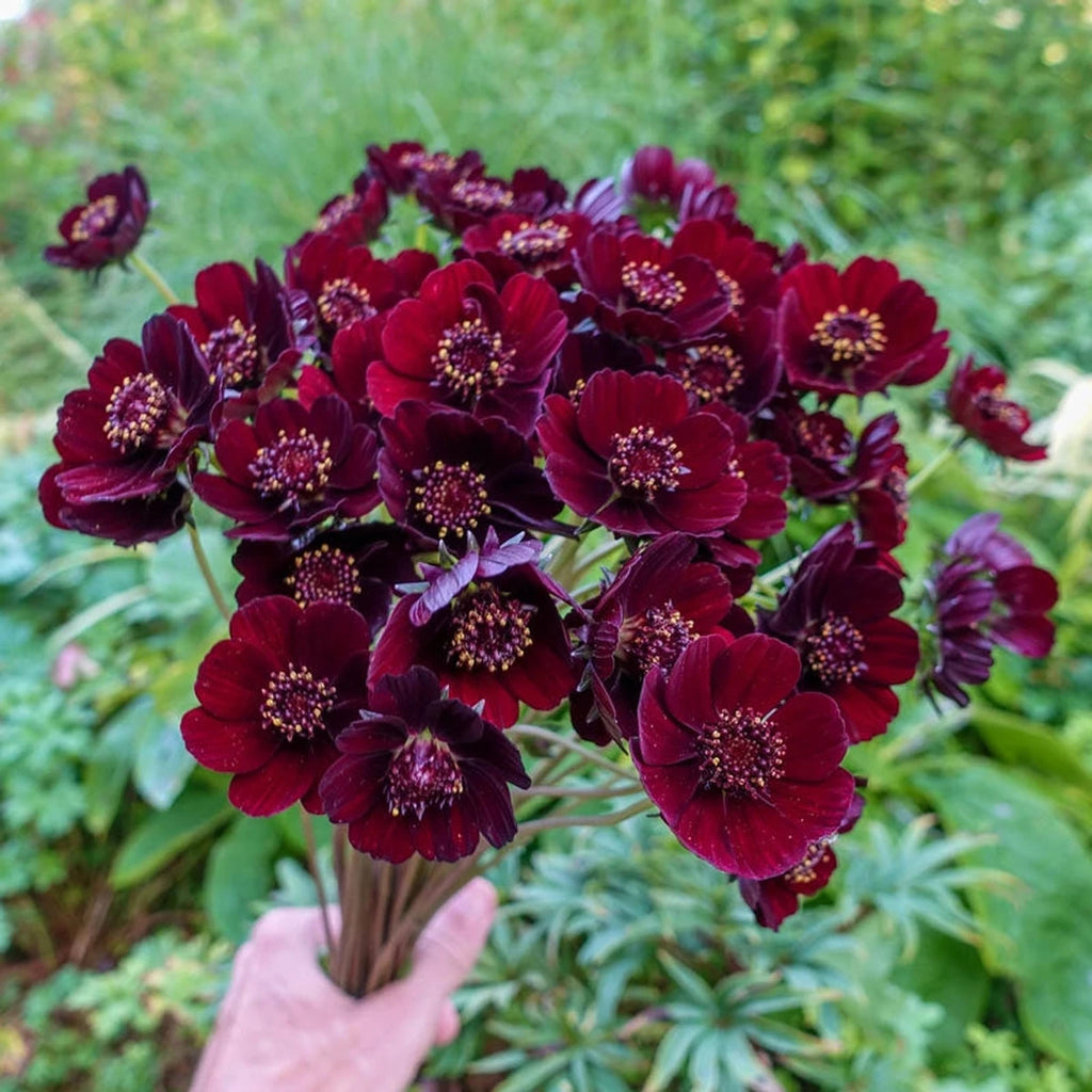 chocolate cosmos plant Chocolate Cosmos