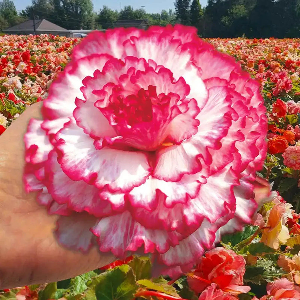 Buy Prima Donna Begonia White with Pink Picotee | Breck's