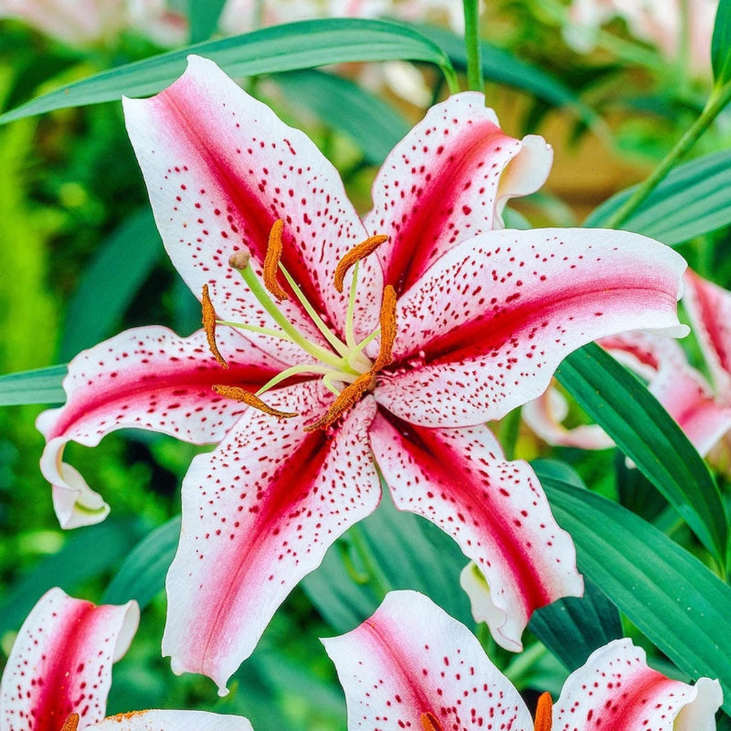 overwintering asiatic lilies Dizzy Lily