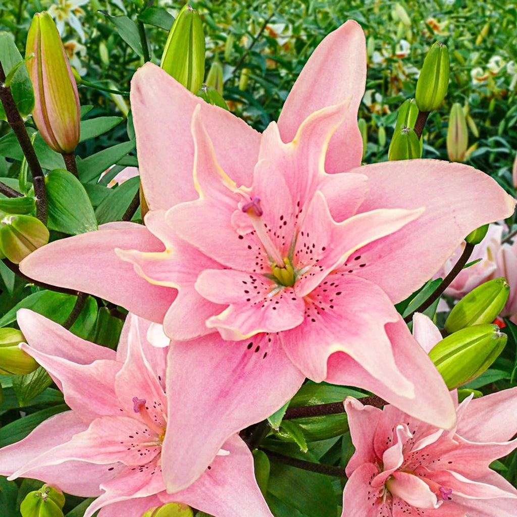 lilyです Elodie Lilies For Sale | Breck's