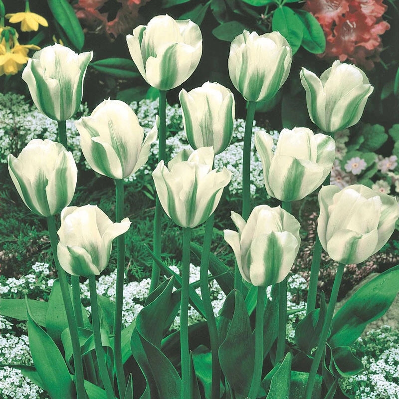 Shop Spring Green Tulip Breck's