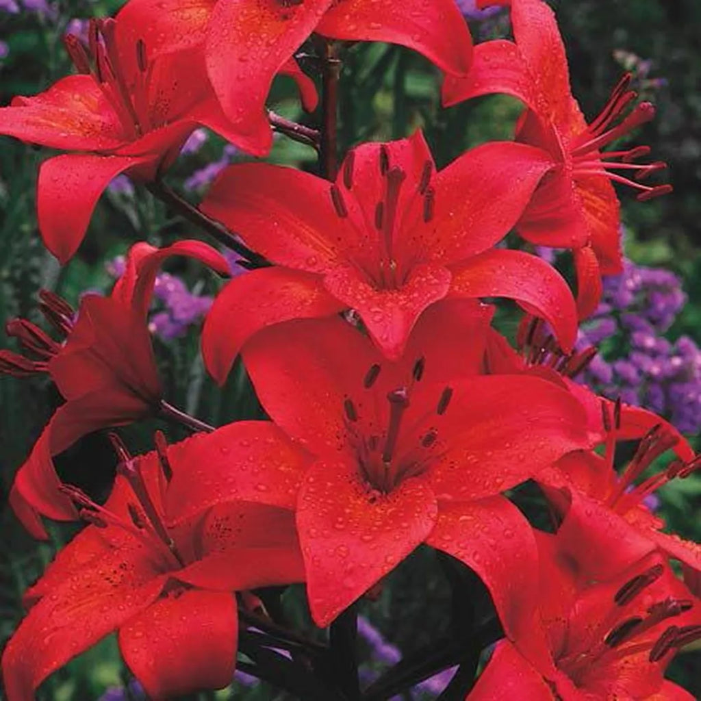 deadhead asiatic lilies after bloom Shop Grand Paradiso Asiatic Lily