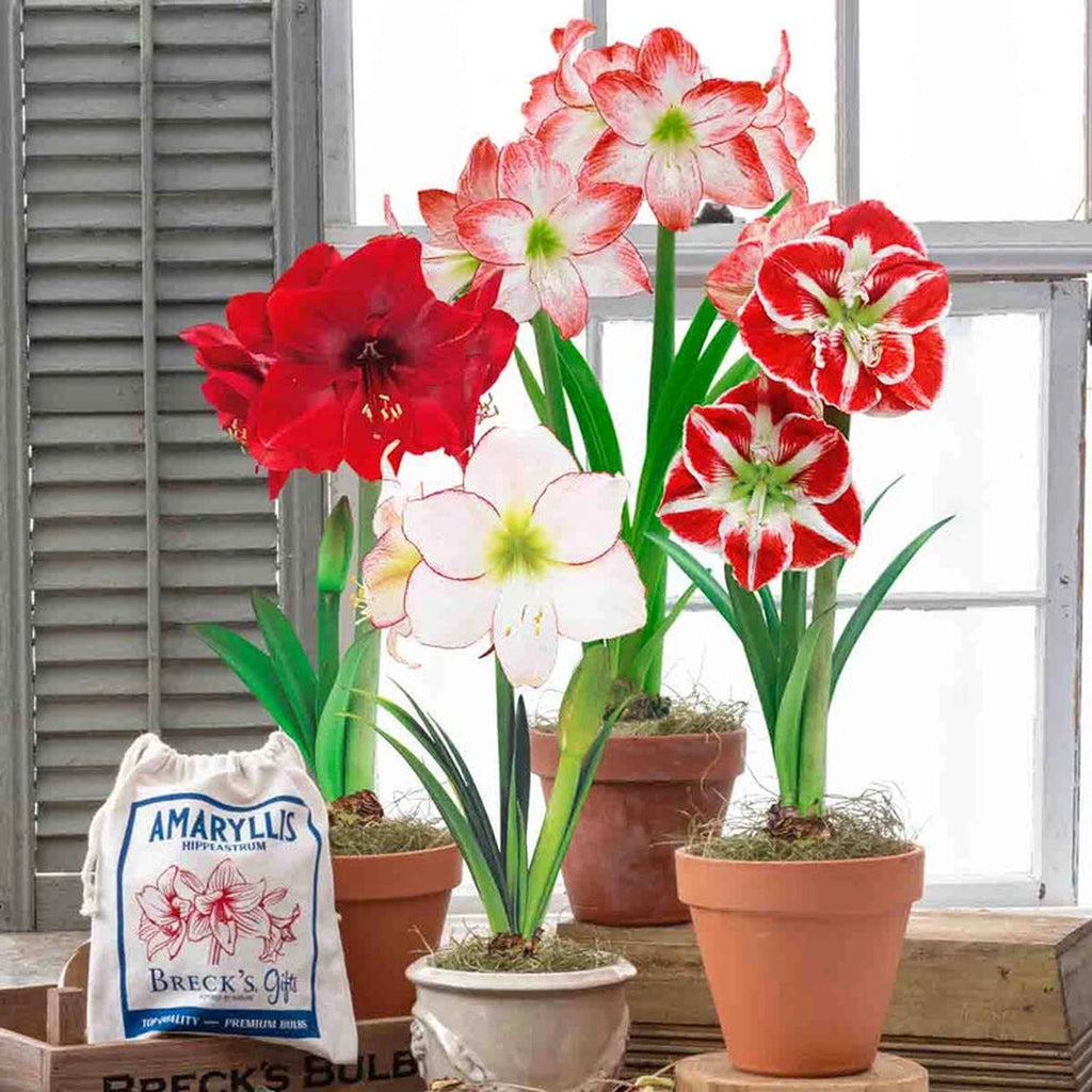 マホト　カイワレハンマー　Amaryllis Bomb グッズ　バラ売り可能 Naked Amaryllis Bulbs in Gift Bag | Buy Online | Breck's Gifts