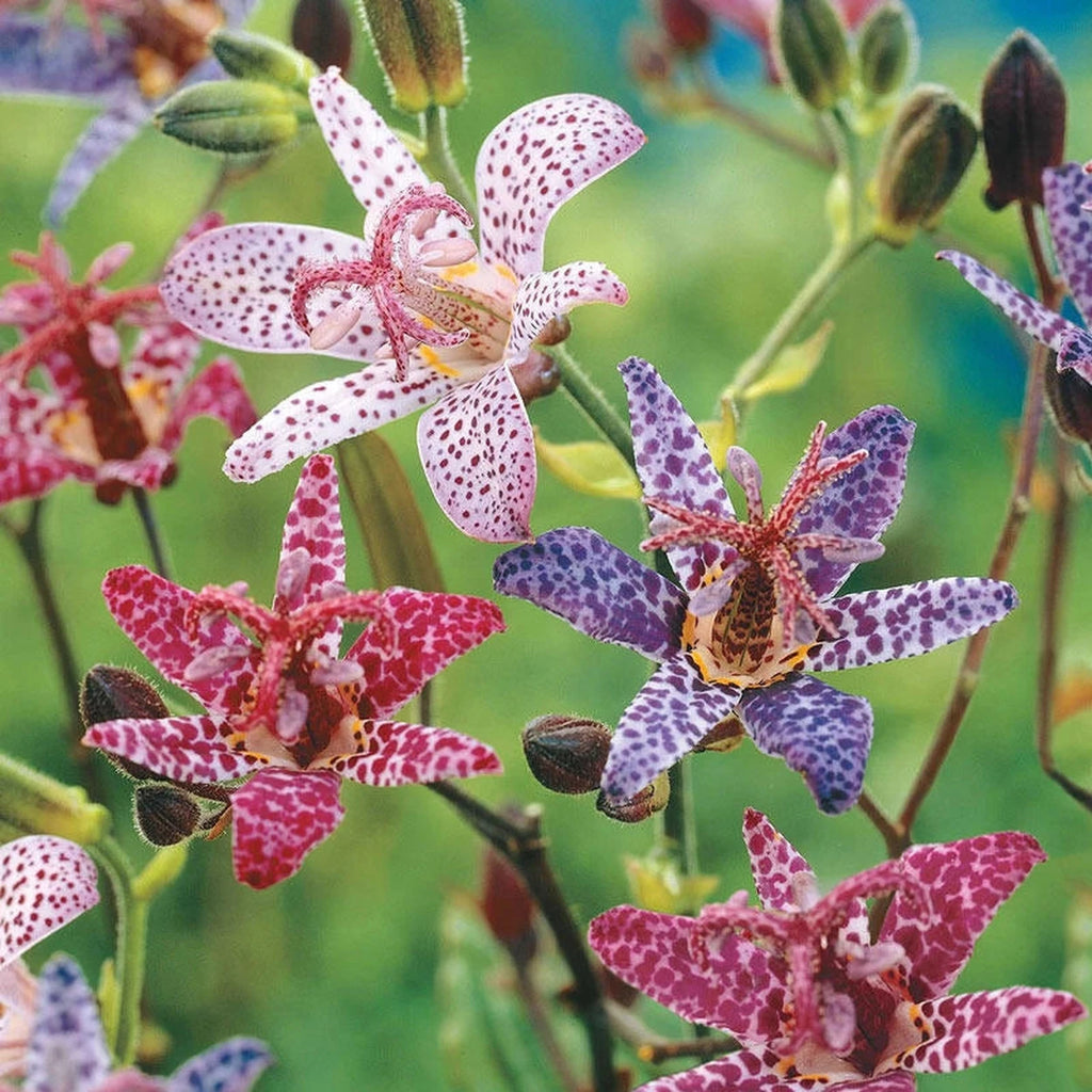 Shop Toad Lily Mixture | Breck's