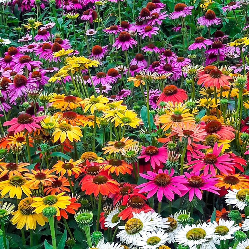 sprinkling cone flower seeds on ground Breeder's Coneflower Mixture