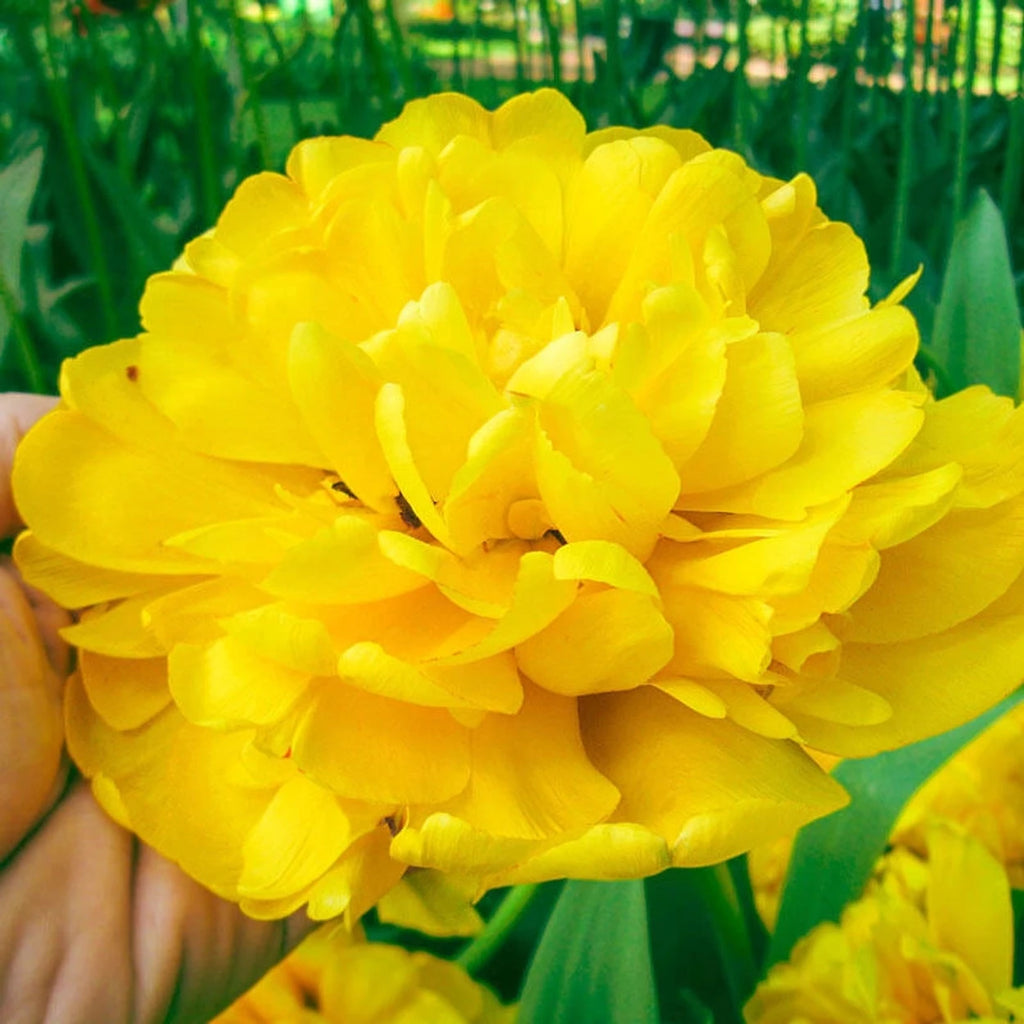 TULIPページ Yellow Majesty Tulip | Breck's