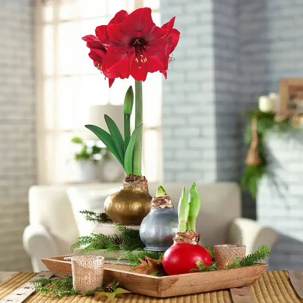 Waxed Amaryllis Bulb | Amaryllis Bulbs