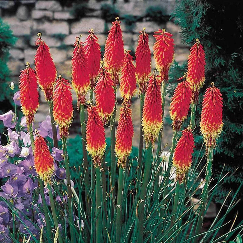 red hot poker plant in pots Red Hot Poker