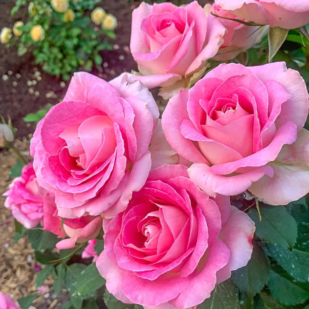 Painted Porcelain Hybrid Tea Rose | Save up to 75% | Breck's