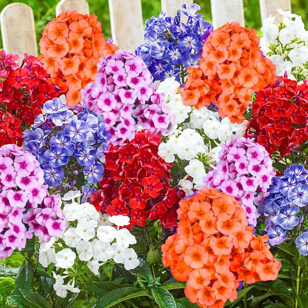 Tall Hybrid Phlox Mixture – Breck's