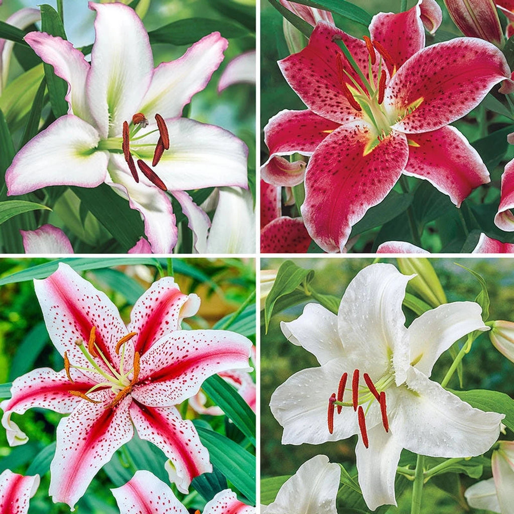 white oriental lily flower Buy Ben's Oriental Lily Collection | Lilies