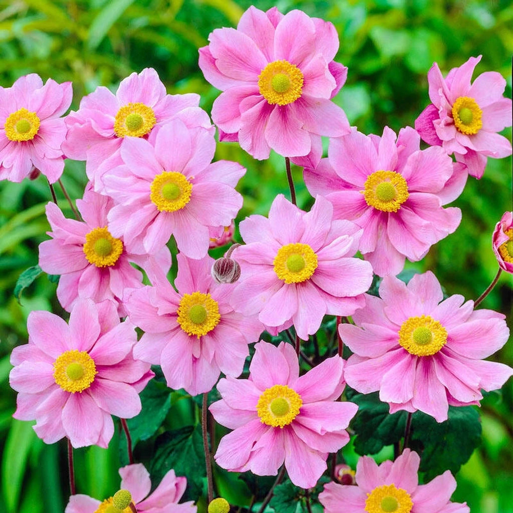 Buy Serenade Japanese Anemone | Breck's