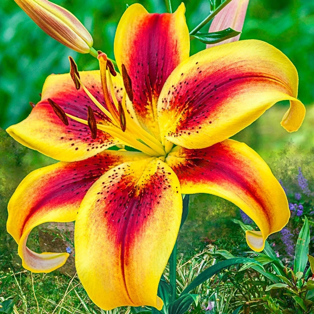 life of lily flower Viva la Vida Lily | Save up to 75%